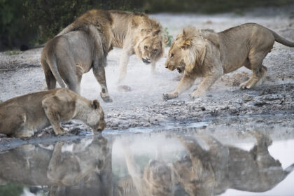 Lions-Fighting-Botswana-Photo-Safari-DSC_0188-1
