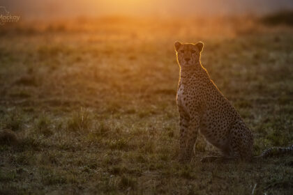cheetah-Africa-Photo-Safari-DSC_7150-1
