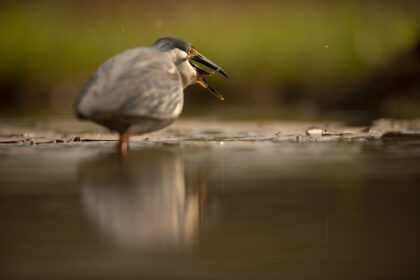 Bird-Haron-Zimanga-DSC_9416