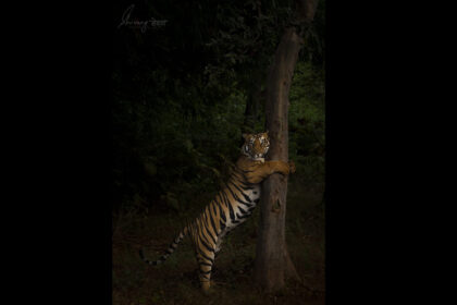TIger_Shivang_India-Wildlife