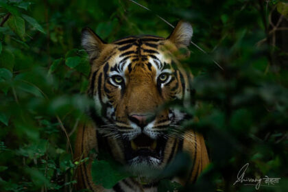 Tiger_Shivang