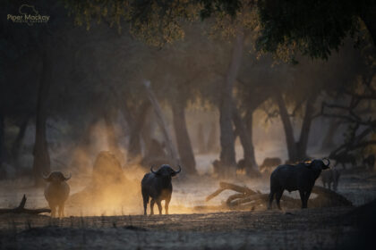Mana_pools-Zimbabwe-Buffalo