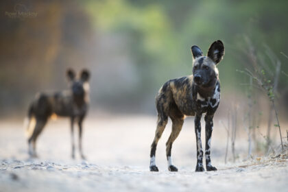 wilddogs in Mana Pools Zimbabwe