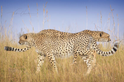 Featured in _Remembering Cheetahs_ book with all proceeds going to Cheetah Conservation. Available on Amazon.com copy
