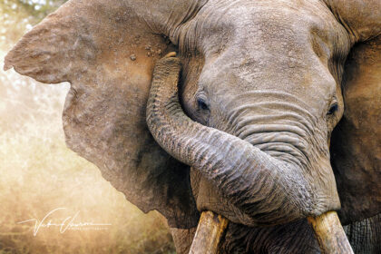 Vicki_Jauron_Elephant Close Up_Amboseli_Kenya copy