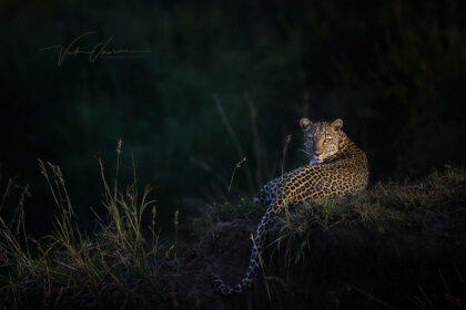 Leopardess in Early Morning Light