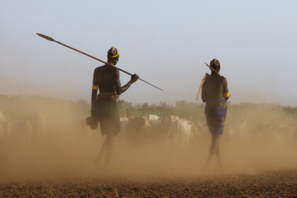 Daasanach warriors driving the livestock home in the Omo Valley!