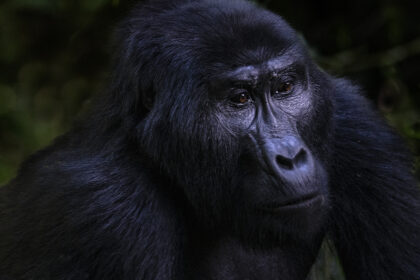 Gorilla-Uganda-Photo-Safari-_PSM3775