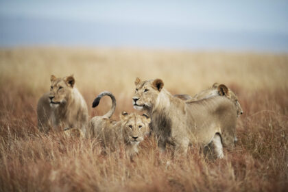 Lions-Africa-Photo-Safari-PSM_0241-1