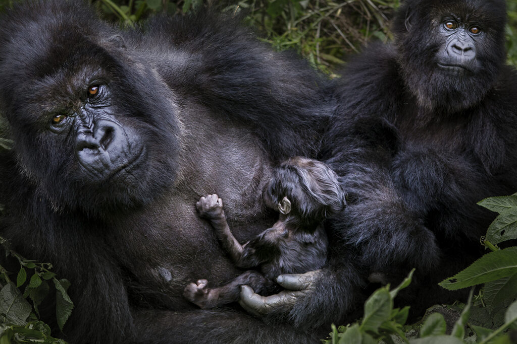 Gorilla, baby Gorilla