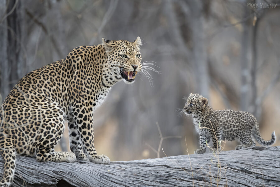 Botswana Premier Photo Safari 2026