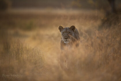 Lion-Morning-light-Botswana-DSC_2148