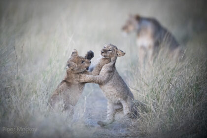 Lion-cubs-Botswana-PSM_7736
