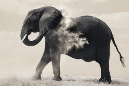 elephant-chobe-river-Botswana-PZ7_8249-1