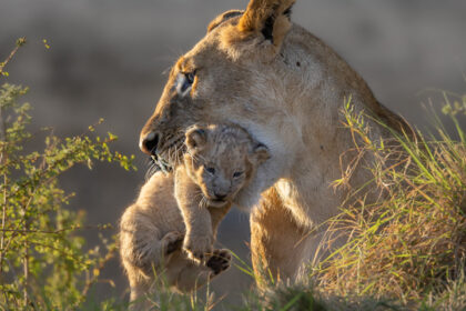 Vicki-LIon-Cub-1800X800