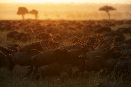 Great-Migration-Photo-Safari-DSC_3179