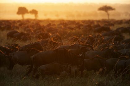 Great-Migration-Photo-Safari-DSC_3179