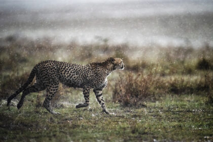 Cheetah-Rain-Mara-Kenya-DSC_3922-copy