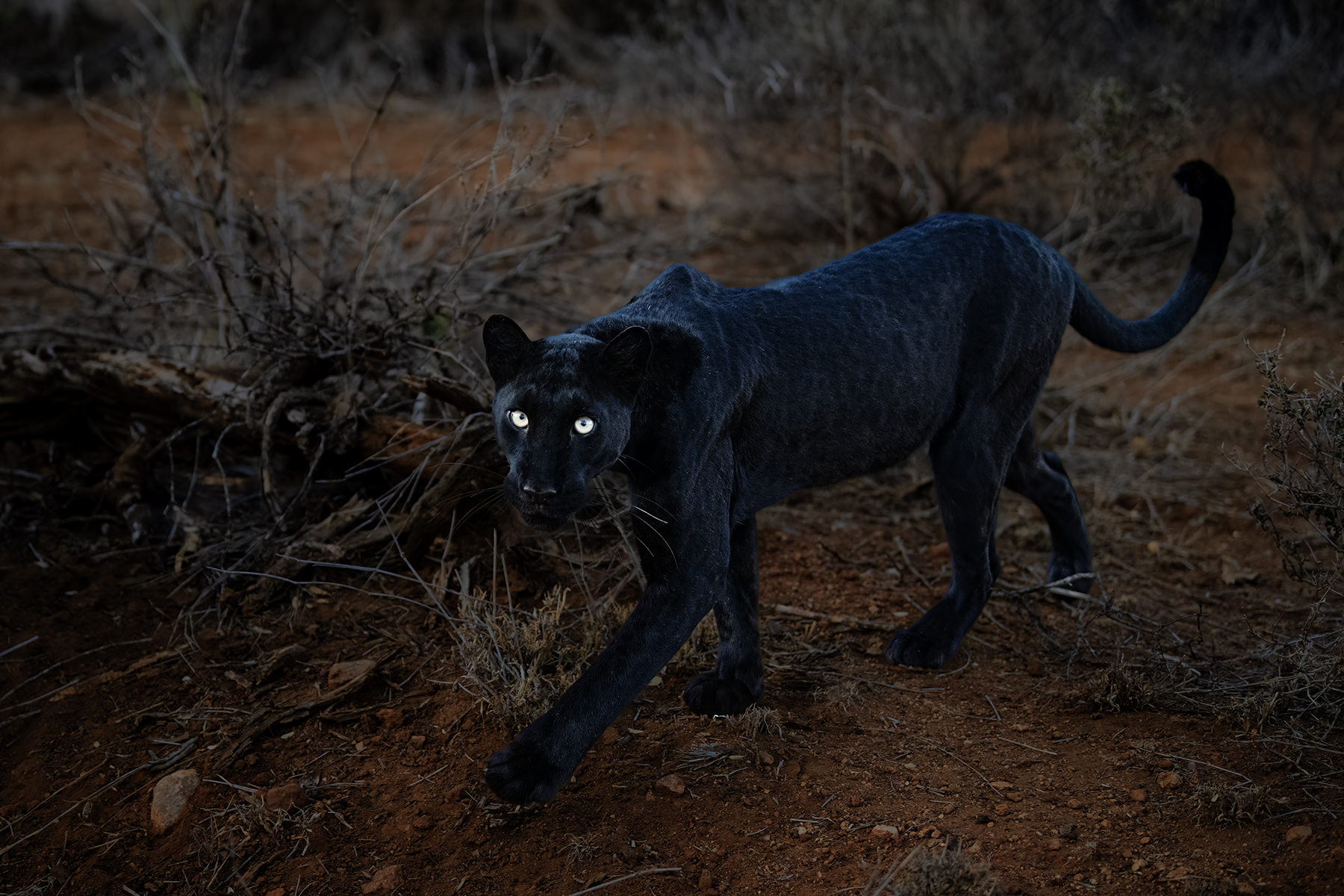 African Wildlife Extreme was far beyond expectations photos of proof