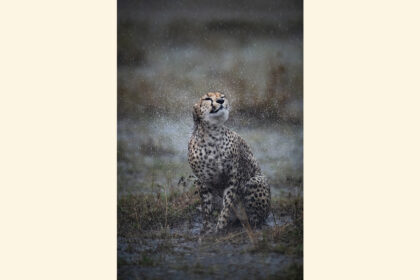 cheetah-rain