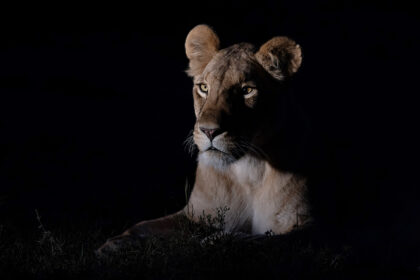 lion-night-photography-DSC_2364