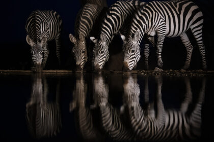 zebra-Lentorre-Kenya-DSC_1576