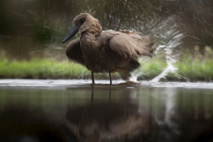 BIrd-HamerKop-Zimanga_DSC9671-3