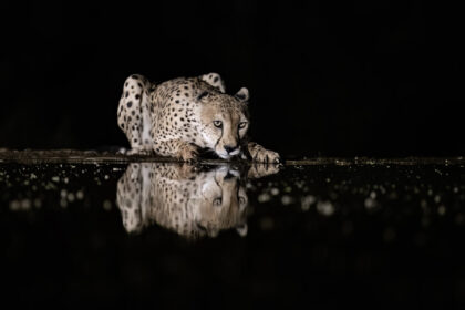 Cheetah-Lentorre-Kenya-DSC_0314 copy