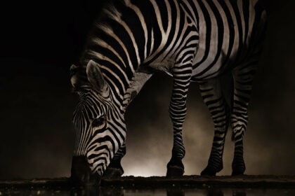 zebra-lentore-backlight-DSC_1633