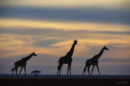 Amboseli-giraffe_DSC4845-1