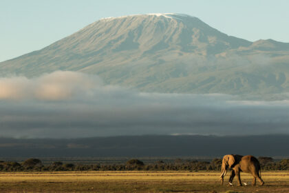 Elephant-Kenya-Photo-Safari