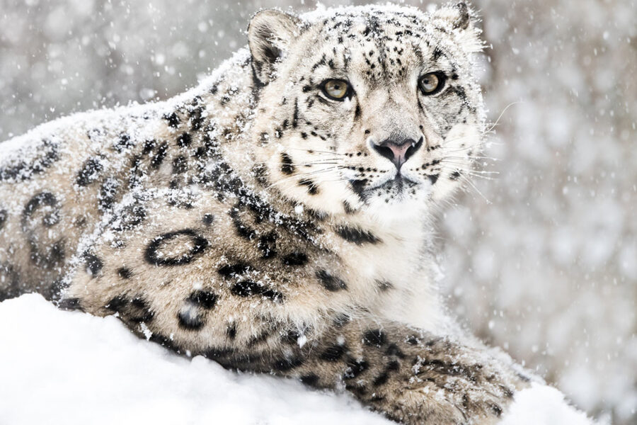 SNOW LEOPARD EXPEDITION 2025