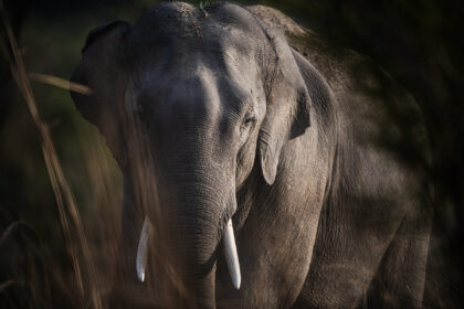 Elephant-India-Corbett-DSC_5331