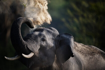 Elephant-India-Corbett-DSC_5338 copy