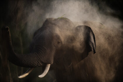 Elephant-India-DSC_5347