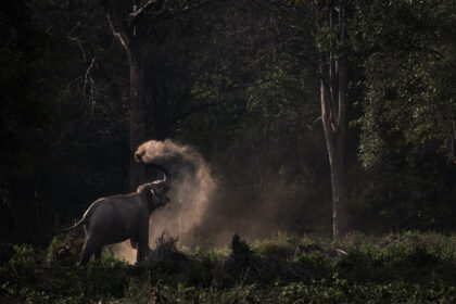 Elephant-dusting-corbett-DSC_5792