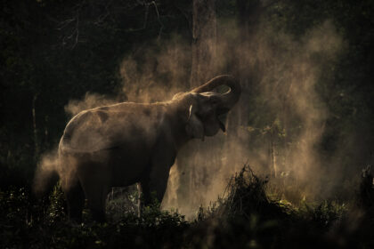 Ellephant-Corbett-DSC_6780