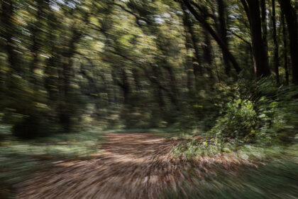 Forest-blur-Corbett-DSC_5673