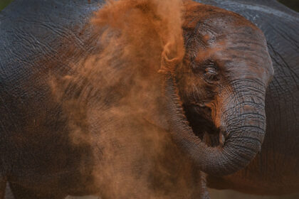 Elephant-Photo-Safari-Africa-DSC2141
