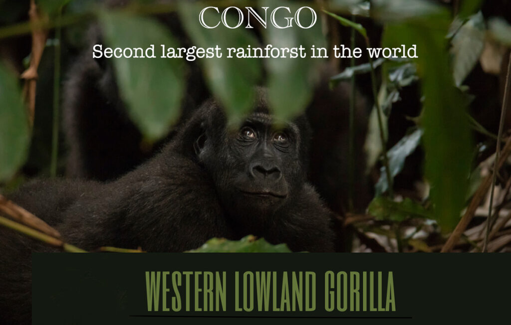 Let’s talk Congo- there are TWO!!