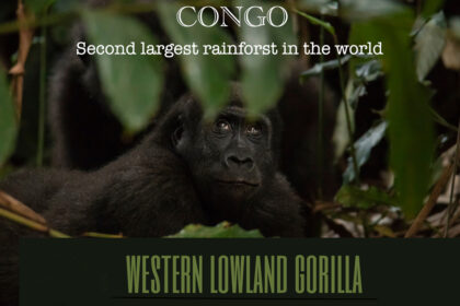 Congo-Image1200PX