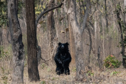 Sloth-Bear-DSC_6289