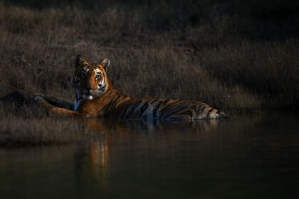 Tiger-Satpura-DSC_4789