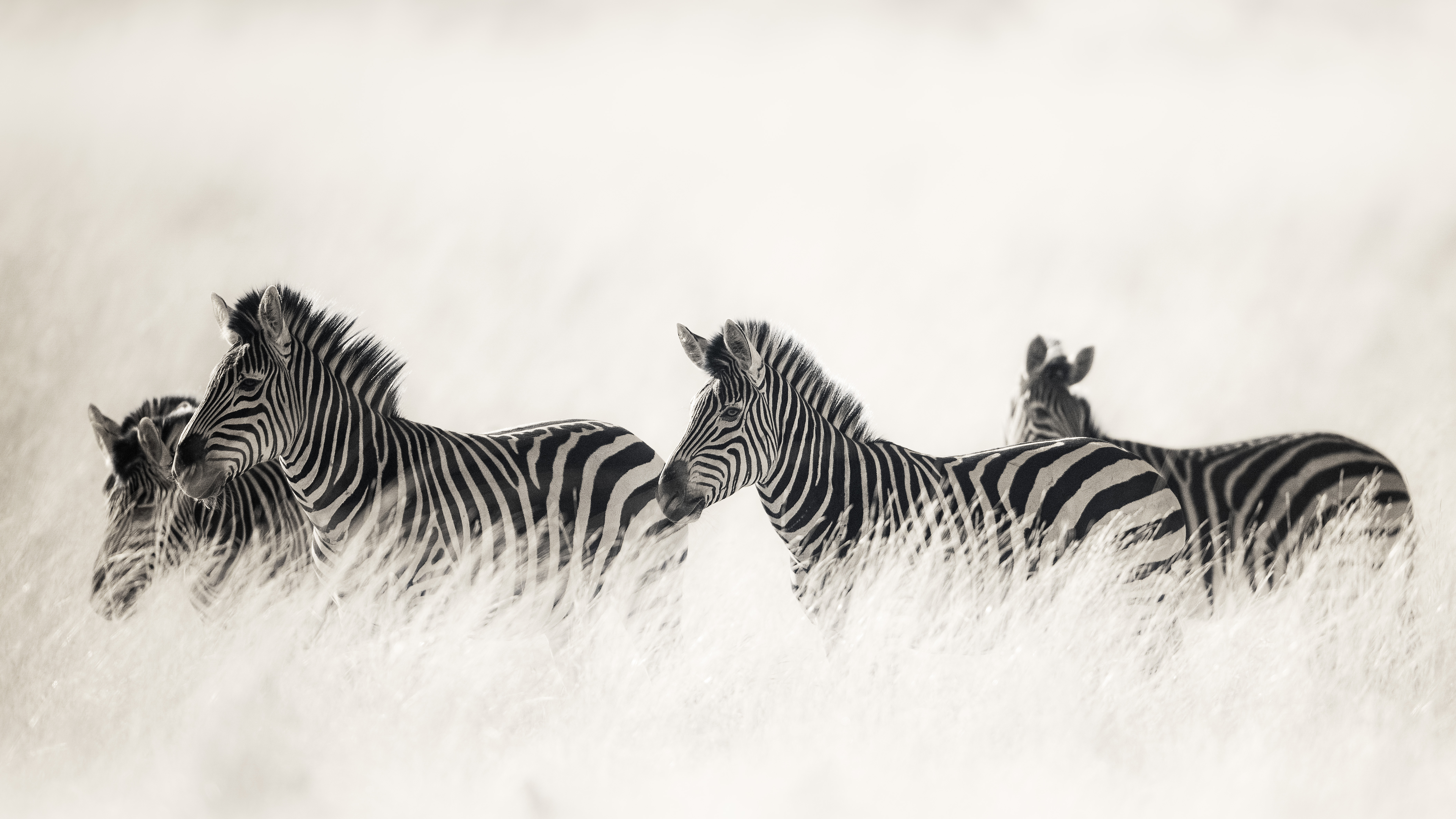 Zebra-Zimbabwe_infared_DSC_2329