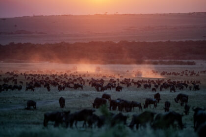 Great-Migration-Sunset-Safari -vehicles-DSC_9617
