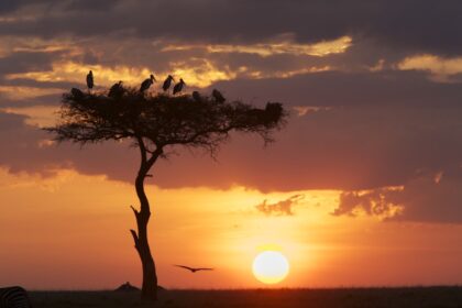 Lanscape-Kenya-Birds-KWSAugN4452
