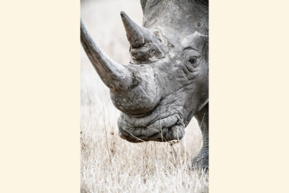 Rhino_Horizontal