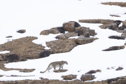 Snow_leopard_Shivang_07