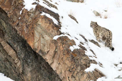 Snow Leopard (Uncia uncia) walking down snow covered slope, Hemas National Park, Ladakh, India