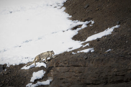 Snow_leopard_Shivang__K9A7889